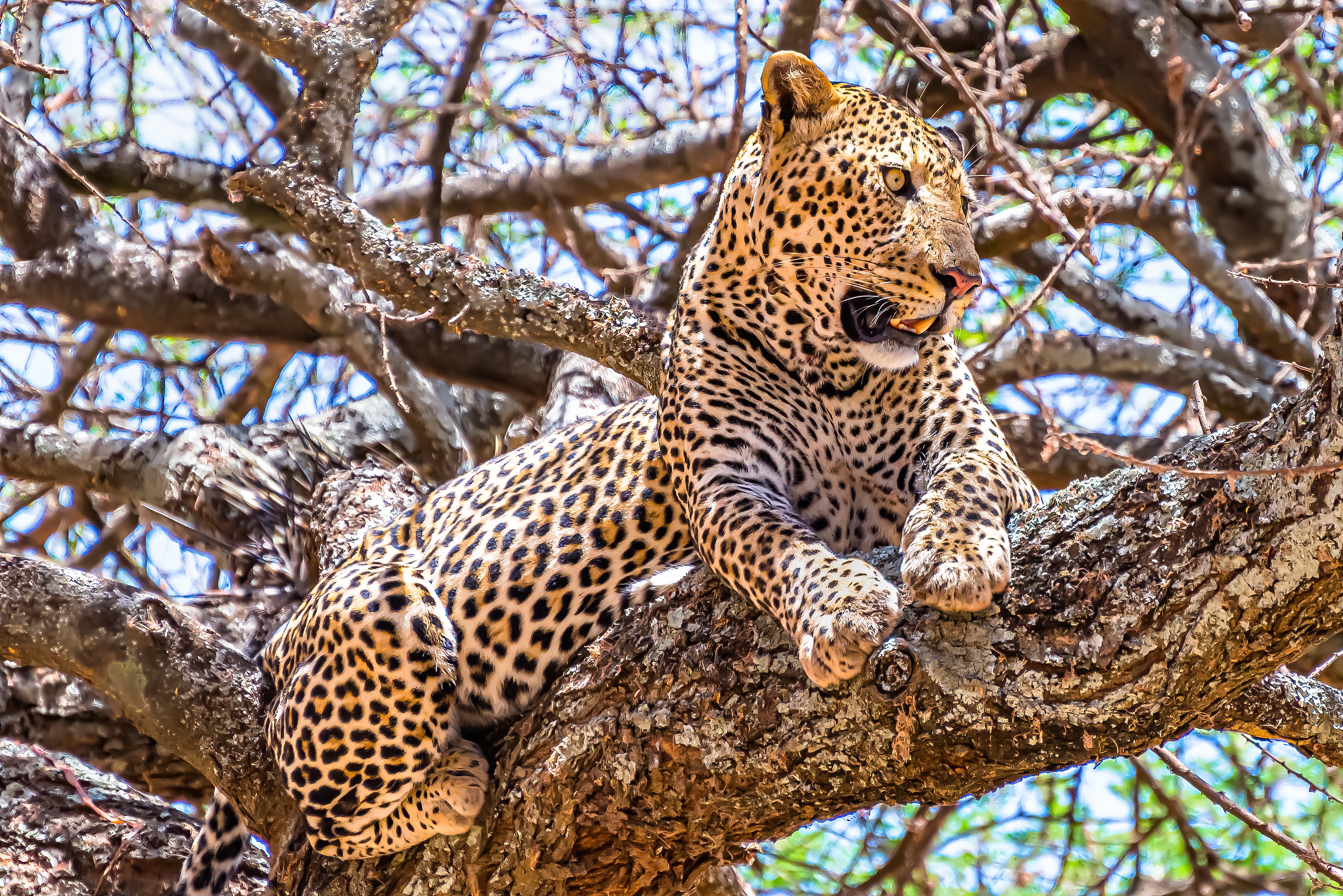 African leopard resting in a tree