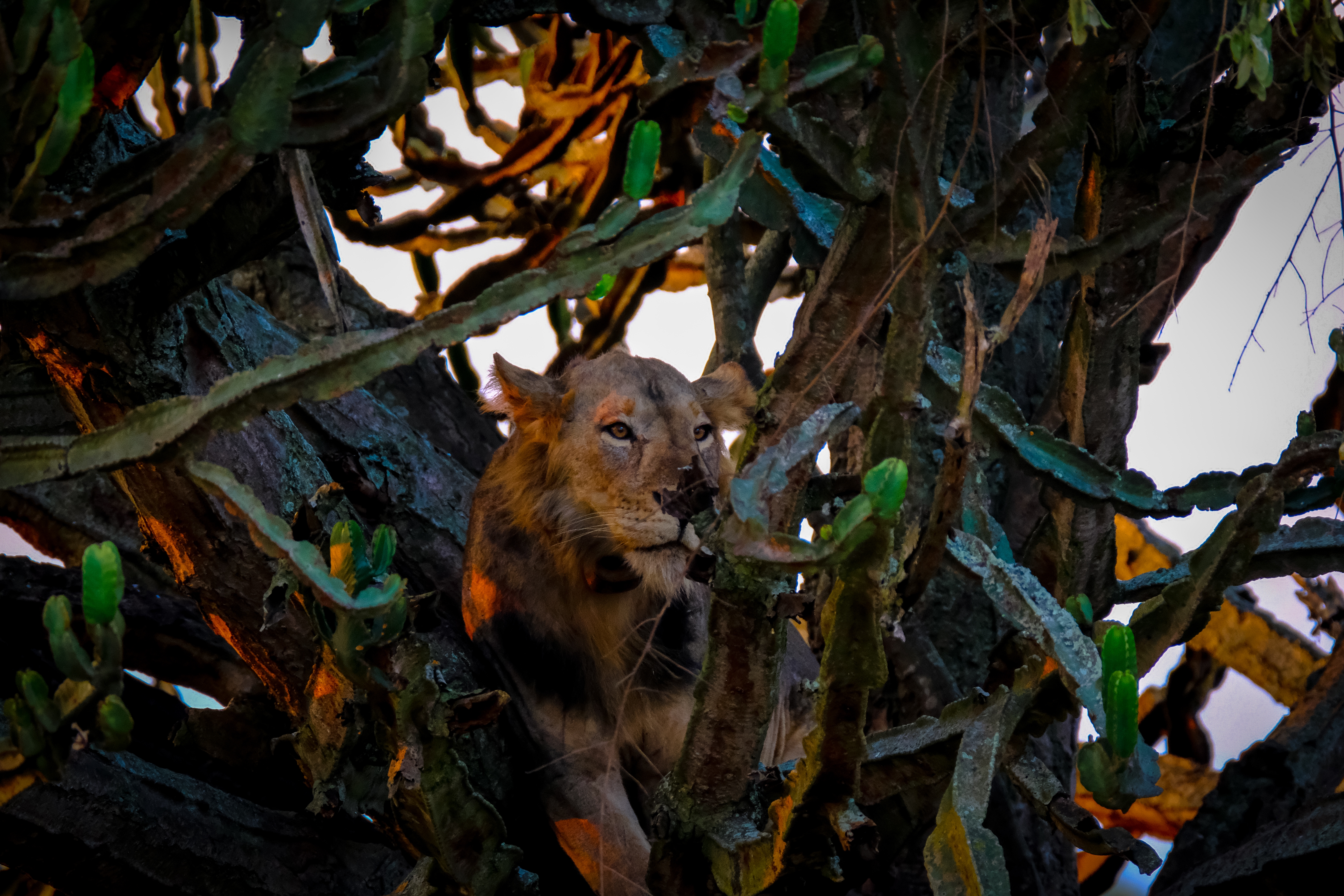 African Lion